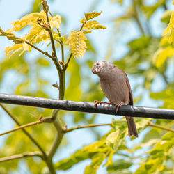 Low angle view of bird perching on branch