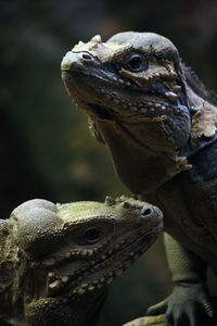 Close-up of iguanas