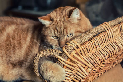 Close-up portrait of cat