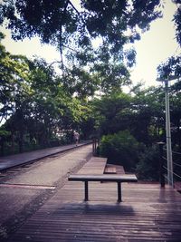 Empty footpath along trees