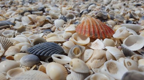 Extreme close up of animal