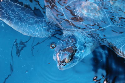 Close-up of fish swimming in water