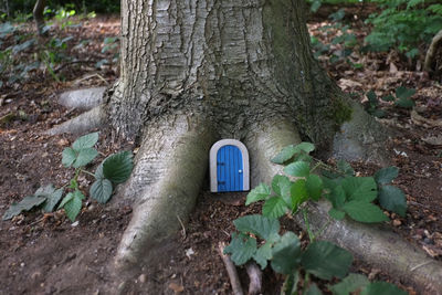 Close-up of ivy growing on tree trunk in forest
