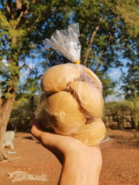 Close-up of hand holding apple