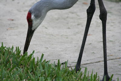 Close-up of bird on field