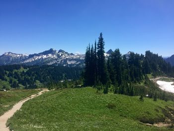 Scenic view of pine trees against clear sky