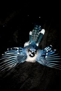 Portrait of cat against black background