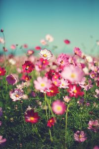 Close-up of cosmos flowers blooming outdoors