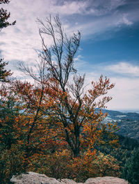 Trees against sky during autumn