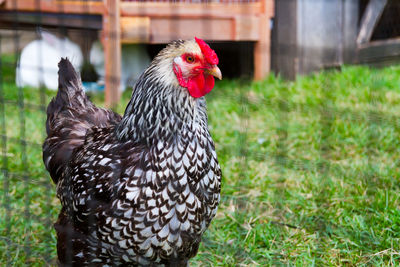 Close-up of rooster on field