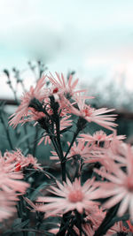 Close-up of flowering plant