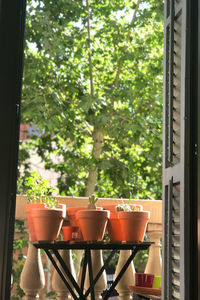 Potted plants on window sill