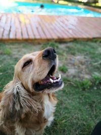 Close-up of dog on grass