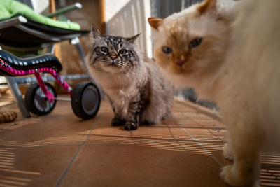 Portrait of cats on floor at home
