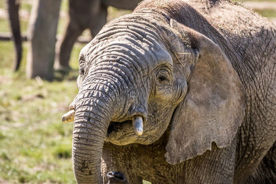 Close-up of elephant