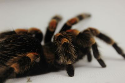 Close-up of insect on white table