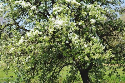 Low angle view of trees