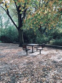 Trees in park during autumn