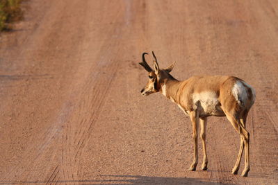 Side view of antelope 