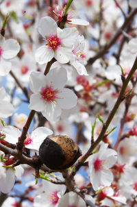 Close-up of cherry blossoms on tree