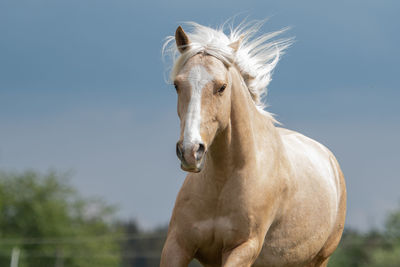 Horse against clear sky