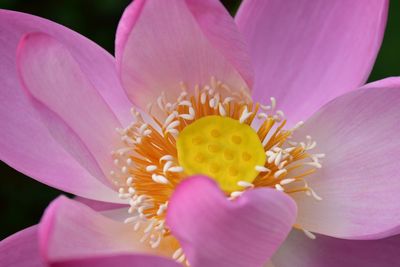 Close-up of pink flower blooming outdoors