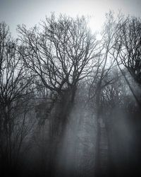 Bare trees against sky