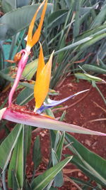 Close-up of flower blooming outdoors