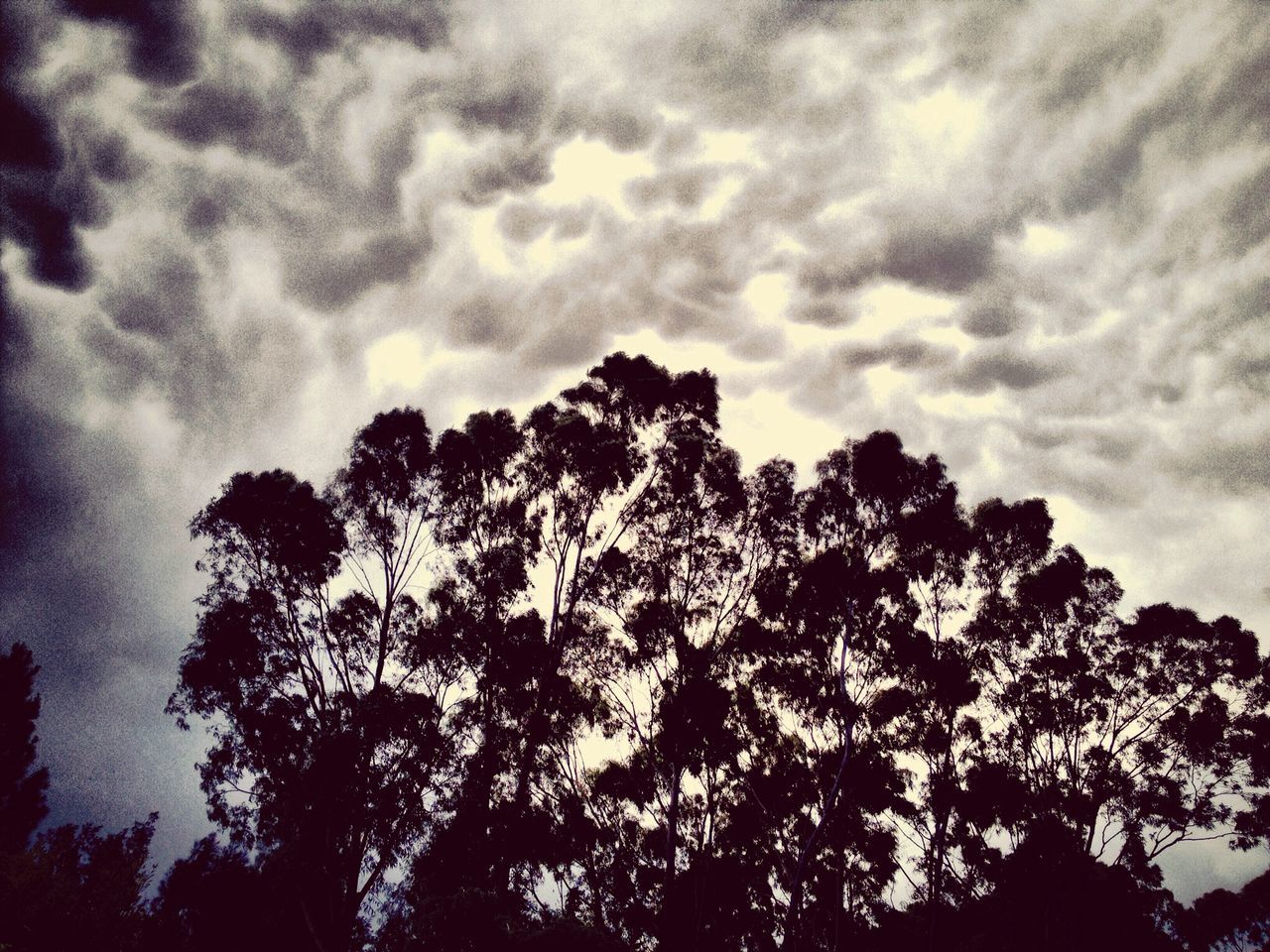 low angle view, sky, cloud - sky, tree, silhouette, tranquility, cloudy, nature, beauty in nature, scenics, tranquil scene, cloud, weather, growth, outdoors, overcast, no people, idyllic, high section, day