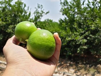 Close-up of hand holding lemons against trees