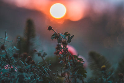 Close-up of flowering plants on field during sunset