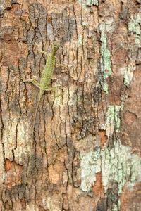 Full frame shot of tree trunk