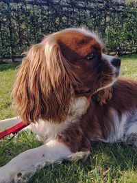 Close-up of dog on field