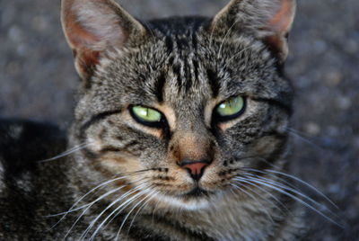 Close-up portrait of tabby cat