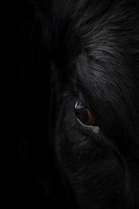 Close-up portrait of a dog