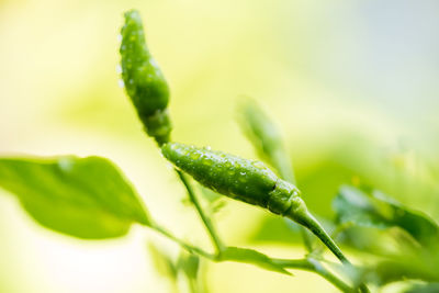 Close-up of wet green chilies growing outdoors
