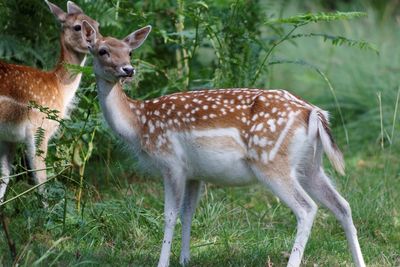 View of deer standing on grass