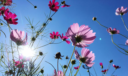 Low angle view of pink flowering plants against sky