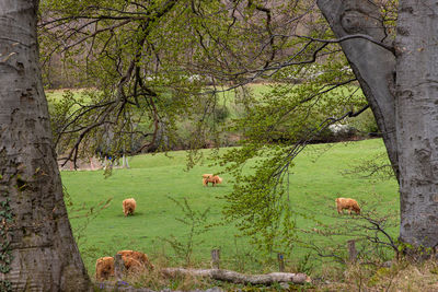 View of a tree in the field