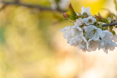 Close-up of white cherry blossom