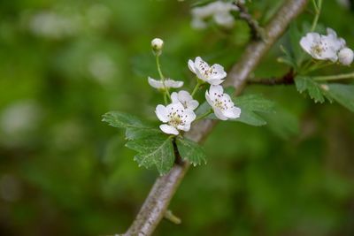 Close-up of white cherry blossoms