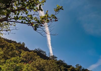 Low angle view of tree against sky