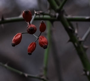 Close-up of red berries growing on tree