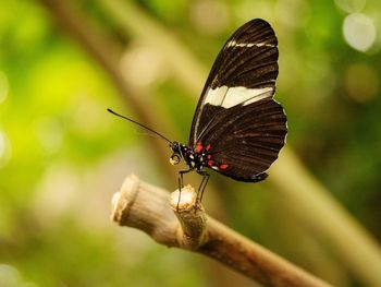 Butterfly on flower