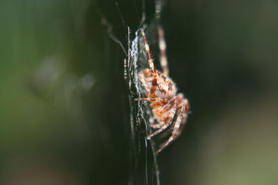 Close-up of insect