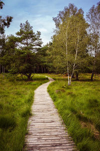 Empty footpath along trees