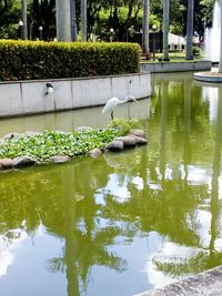 Birds perching on tree by plants