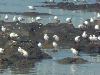 Birds perching on lake during winter