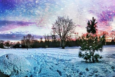 Bare trees on snow covered field