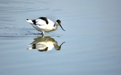 Birds in lake